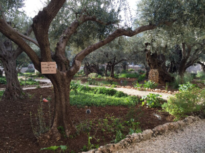 Huerto de Getsemaní (Jerusalén)
