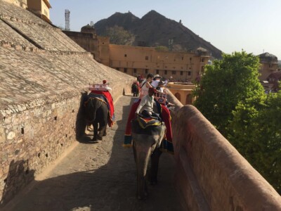 Traveleus - SUBIDA ELEFANTE FUERTE AMBER (INDIA)